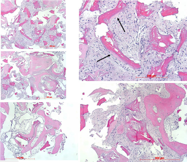 Histological observations in H.E. staining (courtesy Prof. Götz)